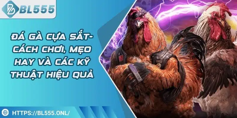 Đá gà cựa sắt - Cách chơi hay và các kỹ thuật hiệu quả 4 Đá gà cựa sắt - Cách chơi hay và các kỹ thuật hiệu quả